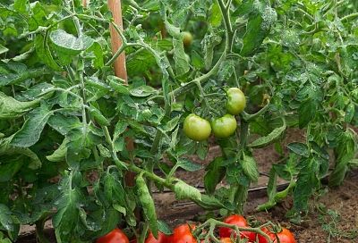 Вы уверены, что знаете, какие листья обрывать у помидоров? Я тоже так думала