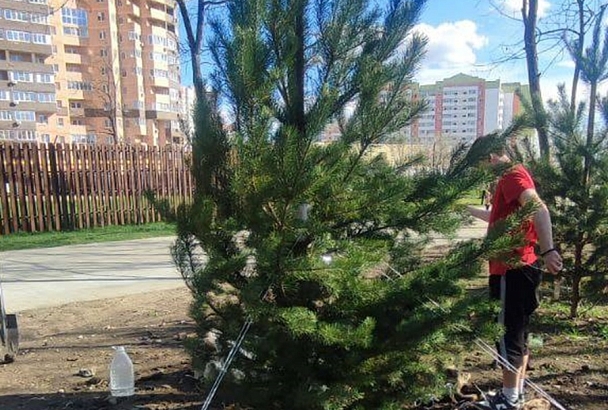 Новые сосны взамен засохших высадили на Николаевском бульваре в Краснодаре