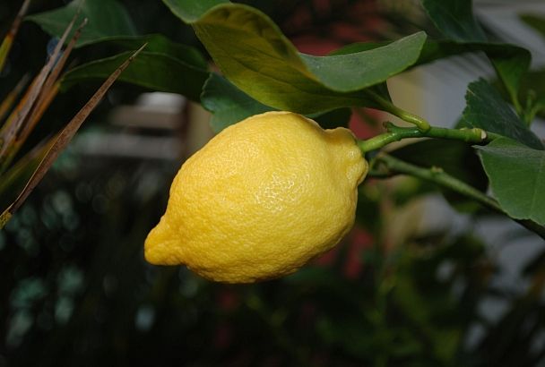 Эх, лимончики! Что делать, если домашний лимон отказывается плодоносить