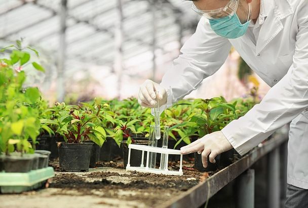 Экологичный препарат для защиты растений на основе бактерии создали краснодарские ученые