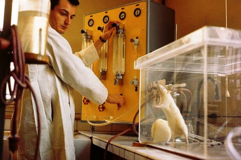 Российские ученые предложили выявлять рак у людей с помощью крыс