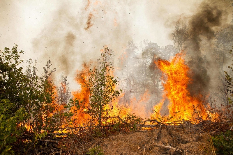 На Кубани объявлено экстренное предупреждение по высокой пожароопасности