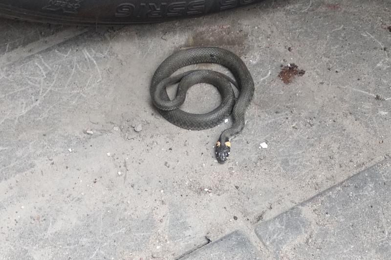 Житель Краснодарского края обнаружил в своем автомобиле змею