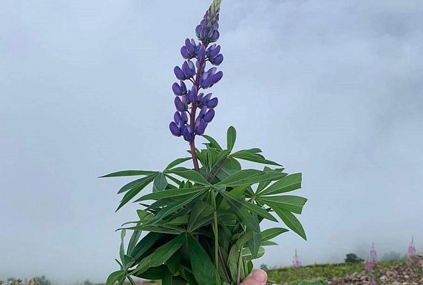 Агрессивный цветок из Северной Америки угрожает растениям в горах под Сочи