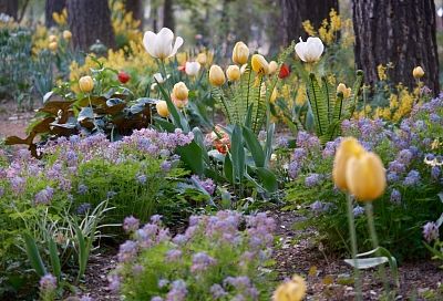 Тотальная красота клумб: эти 6 видов цветов не как у всех затмят розы и лилии - соседи с открытым ртом за забором