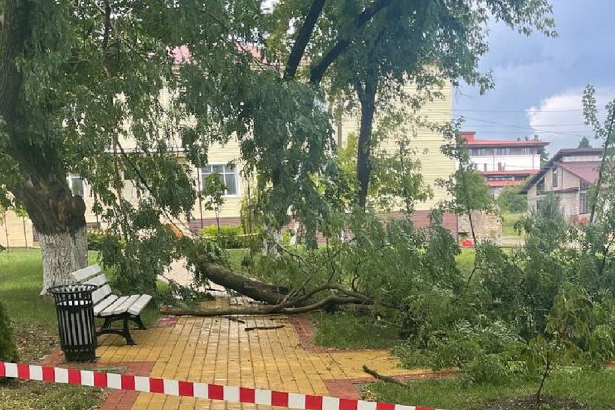 В щепки: молния разнесла дерево в селе под Крымском