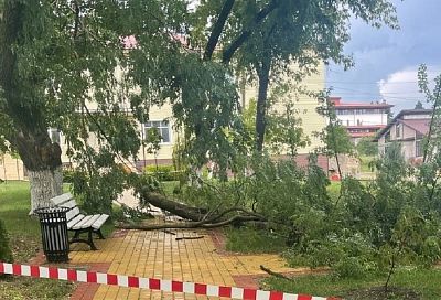 В щепки: молния разнесла дерево в селе под Крымском