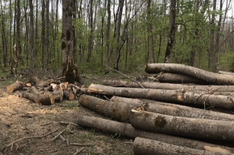 Двое мужчин ответят в суде за вырубку деревьев на 9,1 млн рублей