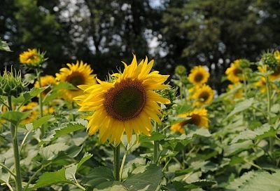 Подсолнух на грядке: интересный и эффективный способ повышения урожайности огурцов