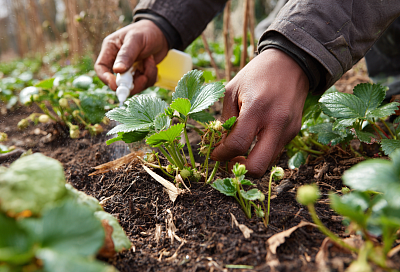 Уход за клубникой весной: как правильно обрезать, обработать и подкормить
