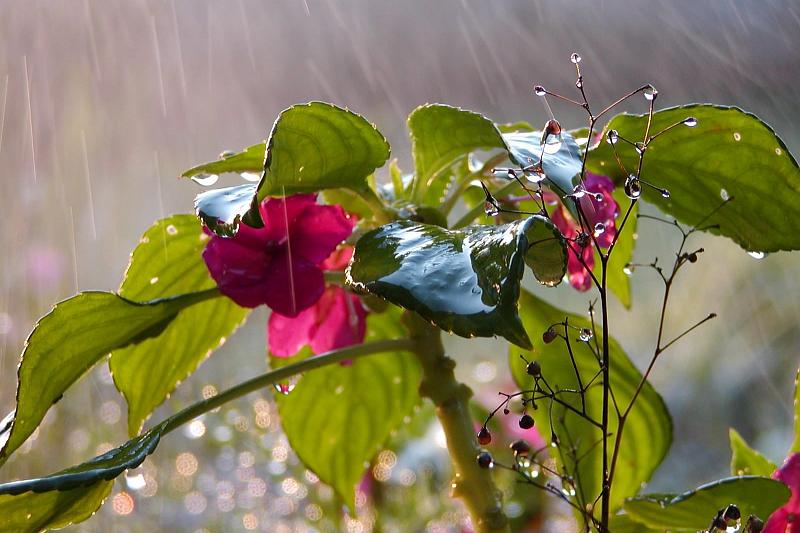В Краснодарский край с 10 апреля придут дожди с грозами