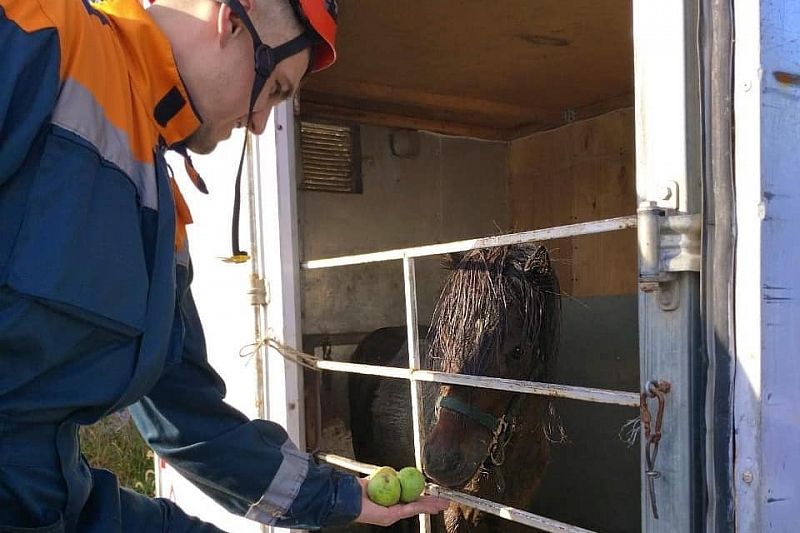 В Краснодарском крае спасатели достали пони из двухметровой ямы