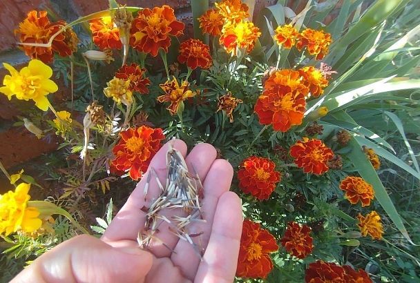 Бархатцы помогут розам: как благодаря одним цветам другие станут здоровыми и крупными