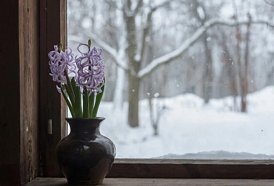 Весна на окошке: как заставить гиацинт цвести зимой