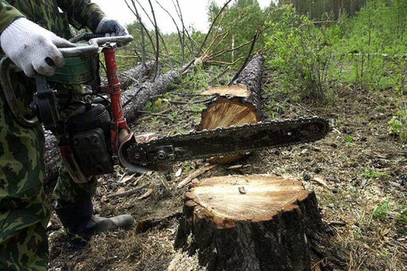 В Сочинском национальном парке вырубили 58 деревьев на 2 млн рублей