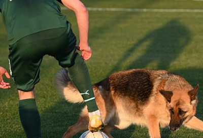 Овчарки ворвались на поле во время матча «Краснодара-2» с «Аксу» и попытались украсть мяч