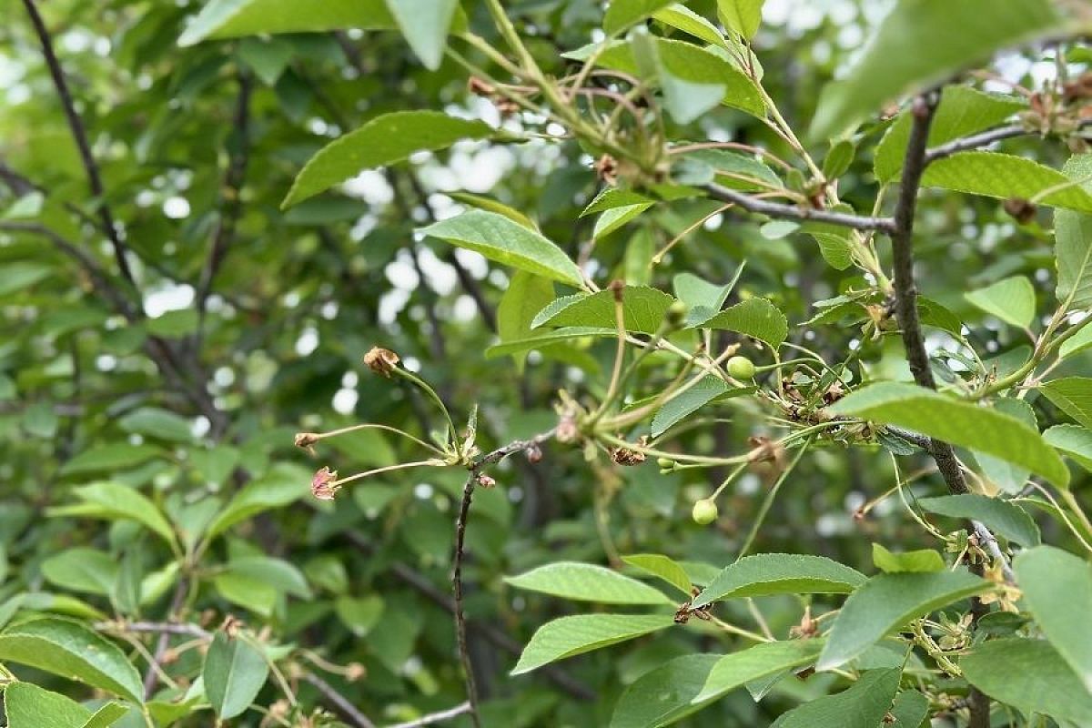 Очень плохие соседи для вишни: эти растения могут оставить вас без долгожданного урожая 