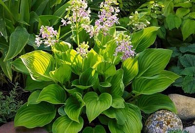 Хотите, чтобы хоста радовала пышной листвой? Эти 5 правил ухода решают все