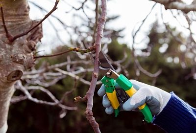 Жду солнца и плюс на градуснике и еду на дачу. Как грамотно провести обрезку деревьев в саду
