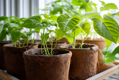 Как правильно размножать батат и почему большие горшки лучше