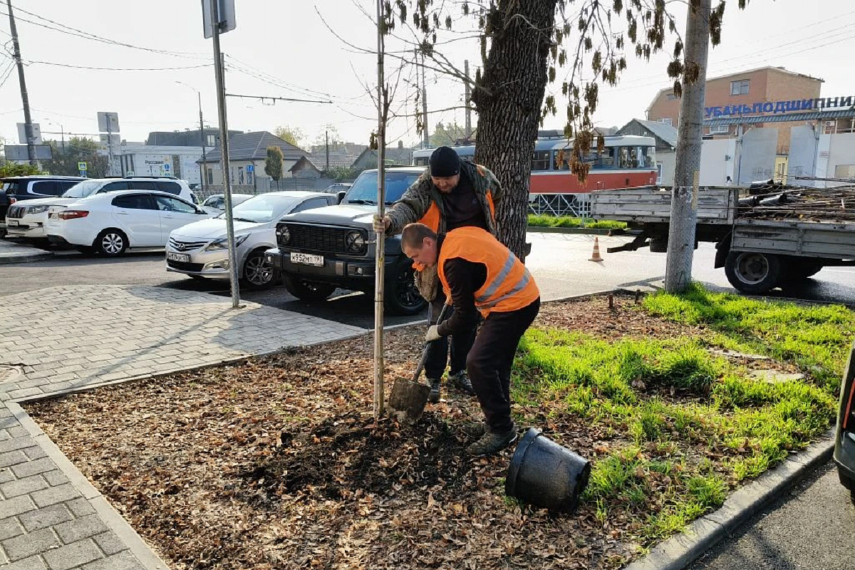 Более 200 деревьев высадят на ул. Калинина в Краснодаре