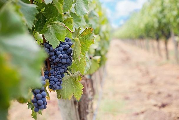 Инвентаризацию виноградопригодных земель в Краснодарском крае завершат к 1 апреля 