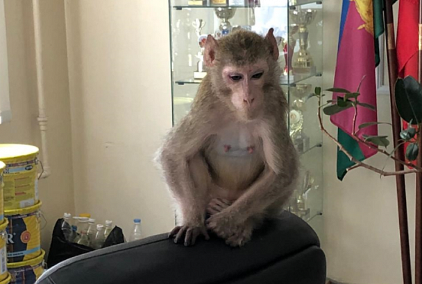В Геленджике сбежавшая от хозяев обезьяна пришла в школу