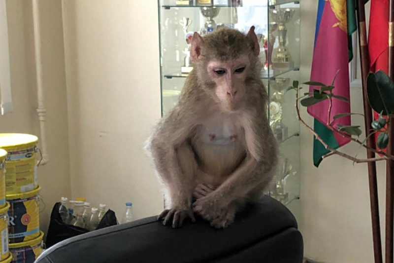 В Геленджике сбежавшая от хозяев обезьяна пришла в школу