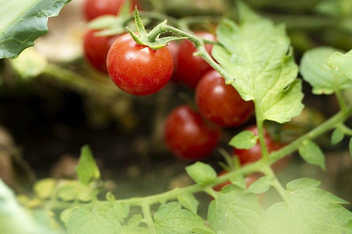 Урожай даже в самую жару: 3 неприхотливые культуры для посадки в тени — опыт кубанских дачников