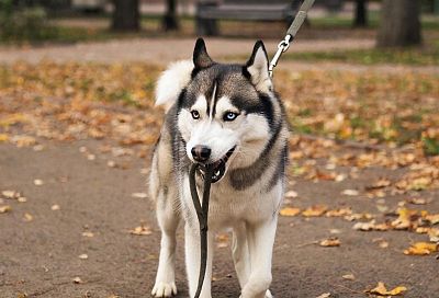 Штрафы за жестокое обращение с животными могут вырасти до 1 миллиона