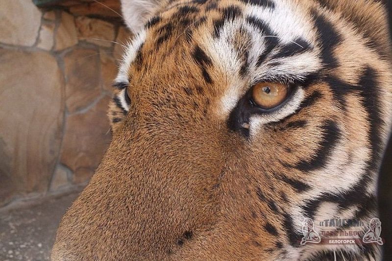 В крымском зоопарке тигр откусил палец годовалому мальчику из Краснодара