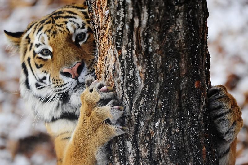 В WWF прокомментировали передачу тигра Амура в Краснодарский край