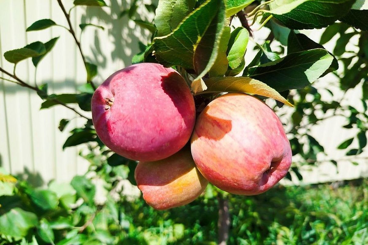 Не пропустить момент: верные признаки того, что ваши яблоки и груши созрели