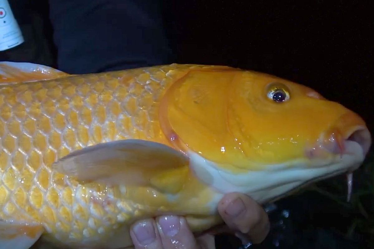 Сумасшедший клёв! Карп на крючке каждые 10 минут — секрет в выборе водоёма