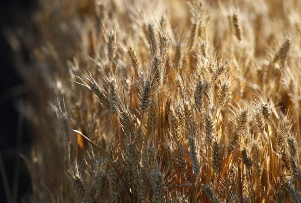 За первую неделю уборки аграрии Кубани намолотили больше 2 миллионов тонн зерновых