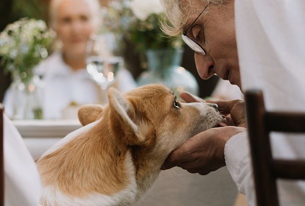Лучший друг пенсионера: 5 пород собак, которые подходят пожилым людям
