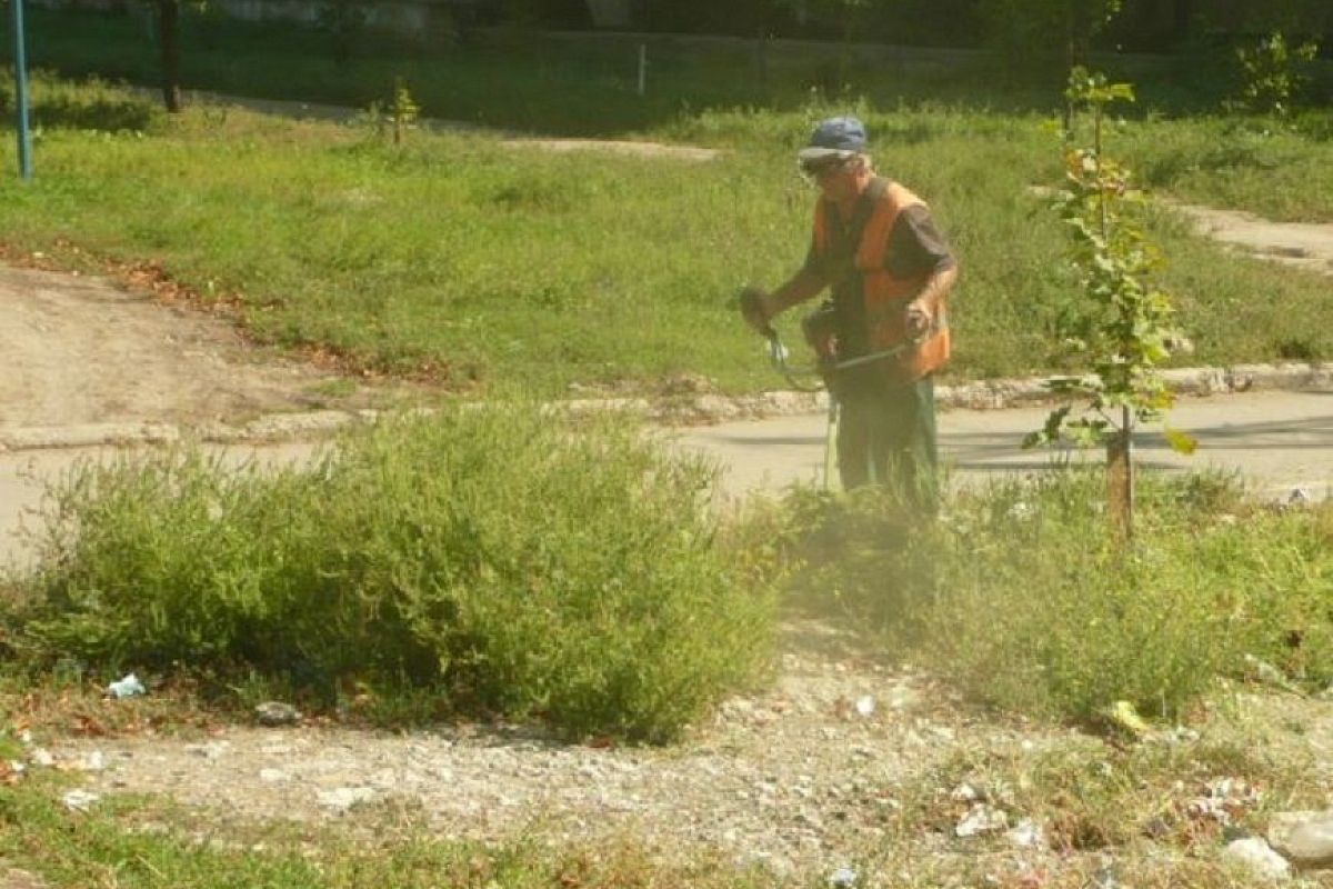 В Краснодаре будут отбирать земельные участки, заросшие амброзией, у их владельцев 