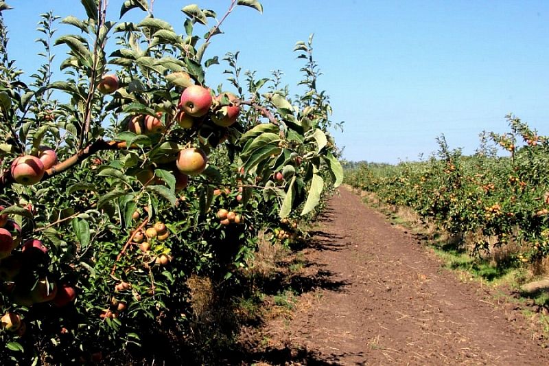 Одно из крупнейших плодоводческих хозяйств Краснодарского края вошло в нацпроект «Производительность труда»