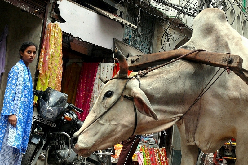 В Индии провели массовое распитие коровьей урины для защиты от коронавируса