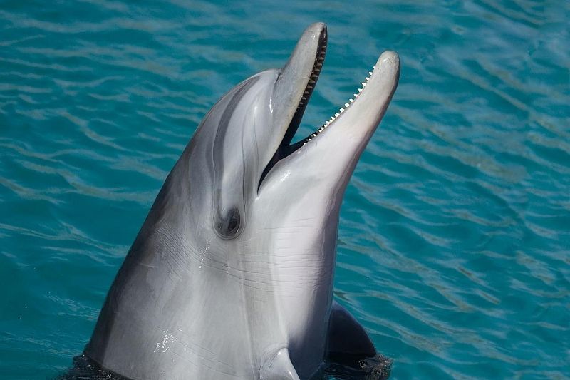 В Сочи впервые за четыре года зафиксирована массовая гибель дельфинов