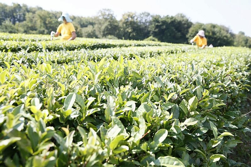 На 15% вырос объем производства чайного листа в Краснодарском крае 