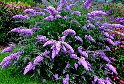 Буддлея - кустарник, который превращает сад в цветущий водопад, даже если у вас очень бедная почва