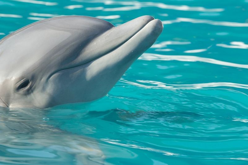 Дельфина-альбиноса заметили у берега Сочи