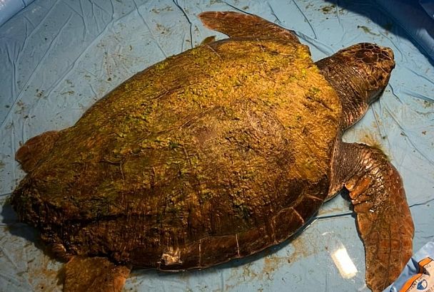 Найденную на пляже Анапы редкую черепаху готов принять на лечение Москвариум