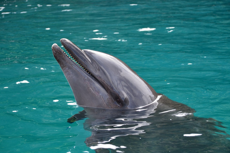 Дельфины устроили морское шоу у берегов Сочи