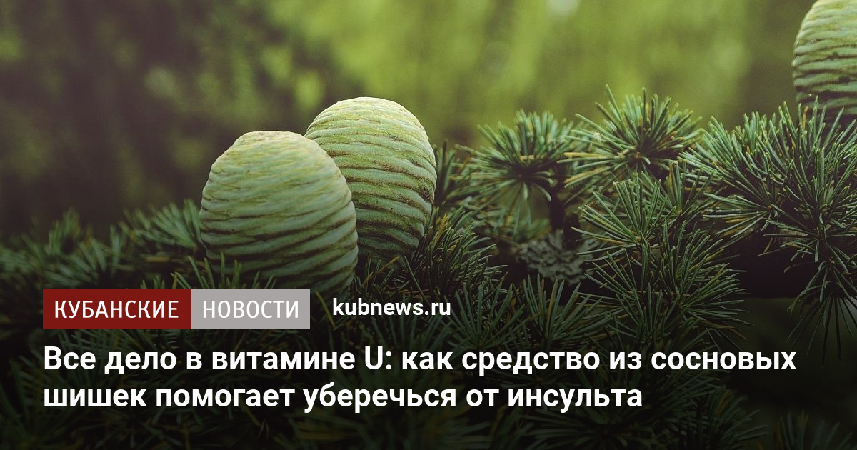 Сосновые шишки: лучшие рецепты для лечения и укрепления здоровья | Полезно (evakuator-ozery.ru)