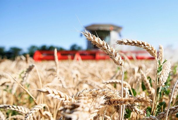 Краснодарский край получит более 1,5 млрд рублей на поддержку производителей зерновых культур