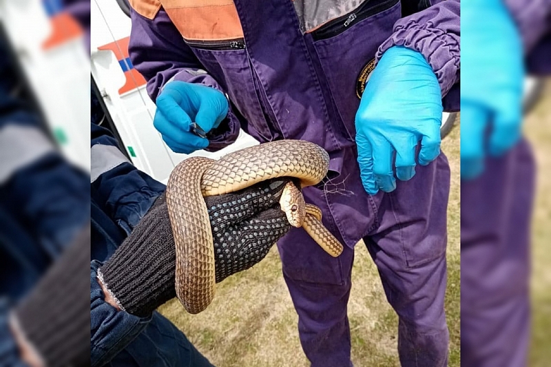 В Краснодарском крае спасатели поймали змею, застрявшую в гараже рыбака