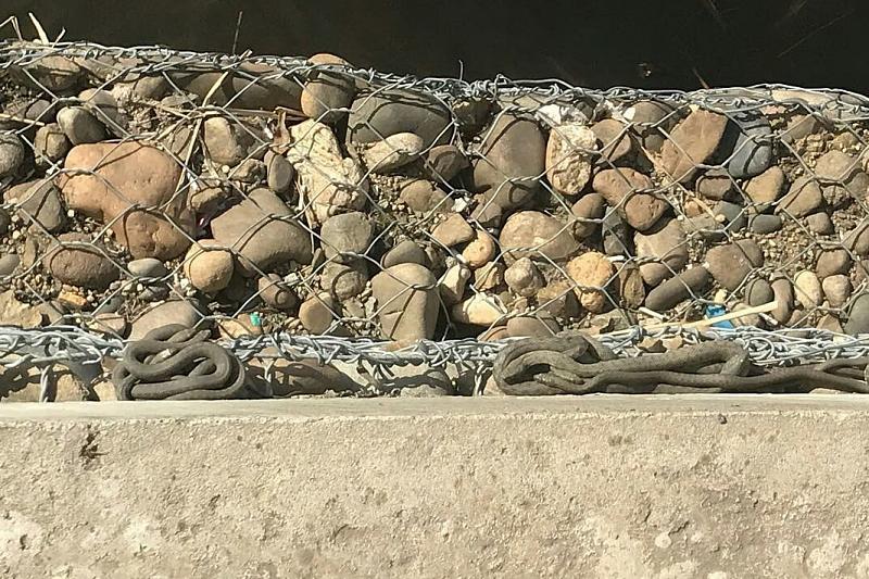 Змеи которые водятся в дагестане фото
