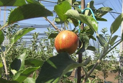 Инвестпроект по закладке яблоневого сада и виноградника реализуют в Курганинском районе